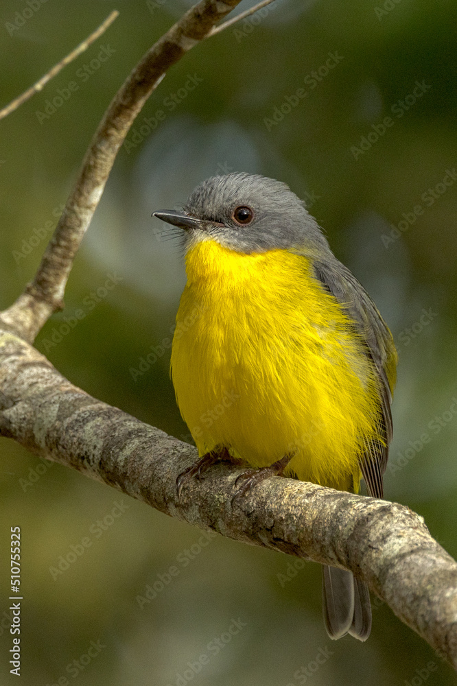 Fototapeta premium Eastern Yellow Robin in Queensland Australia