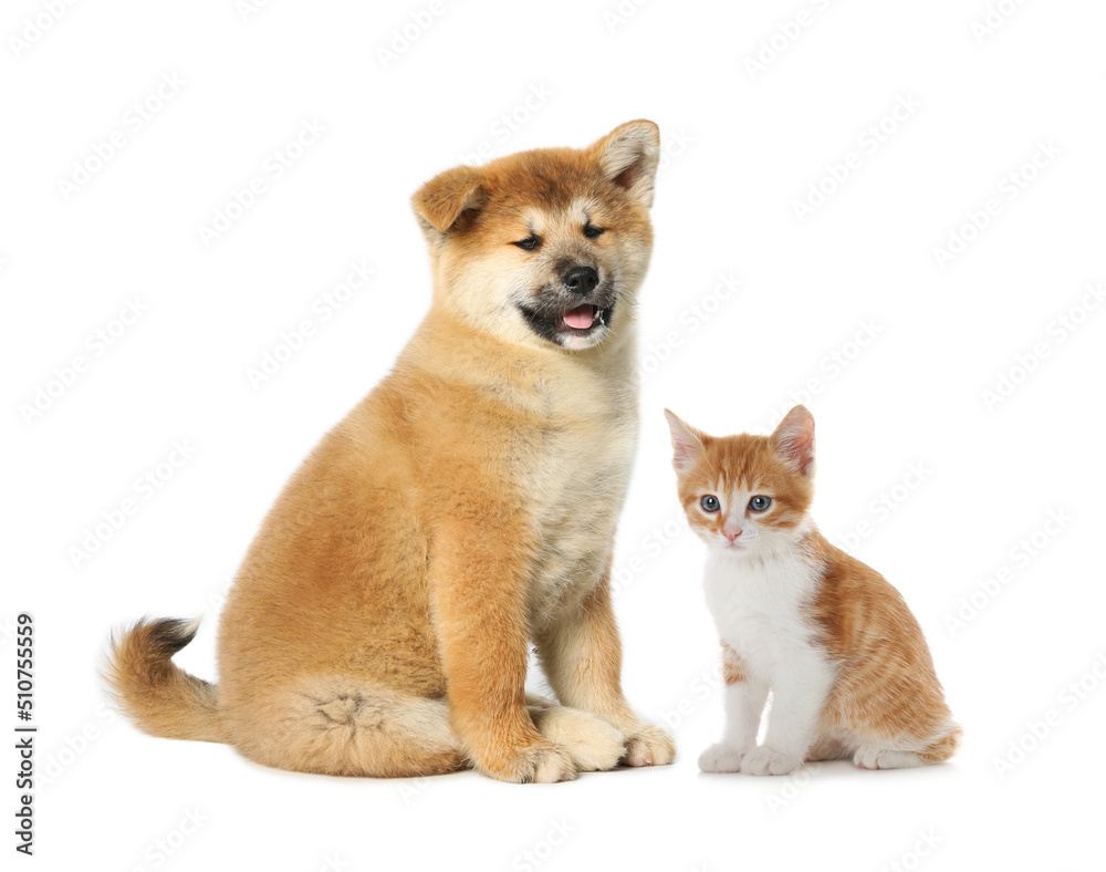 Cute cat and dog on white background. Animal friendship