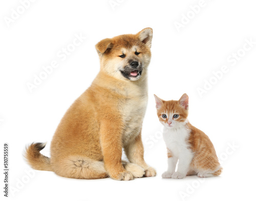 Cute cat and dog on white background. Animal friendship