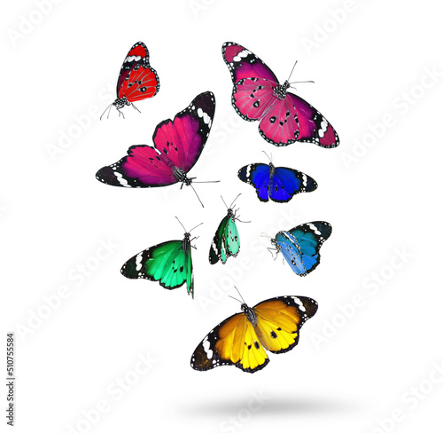 Many beautiful colorful butterflies flying on white background