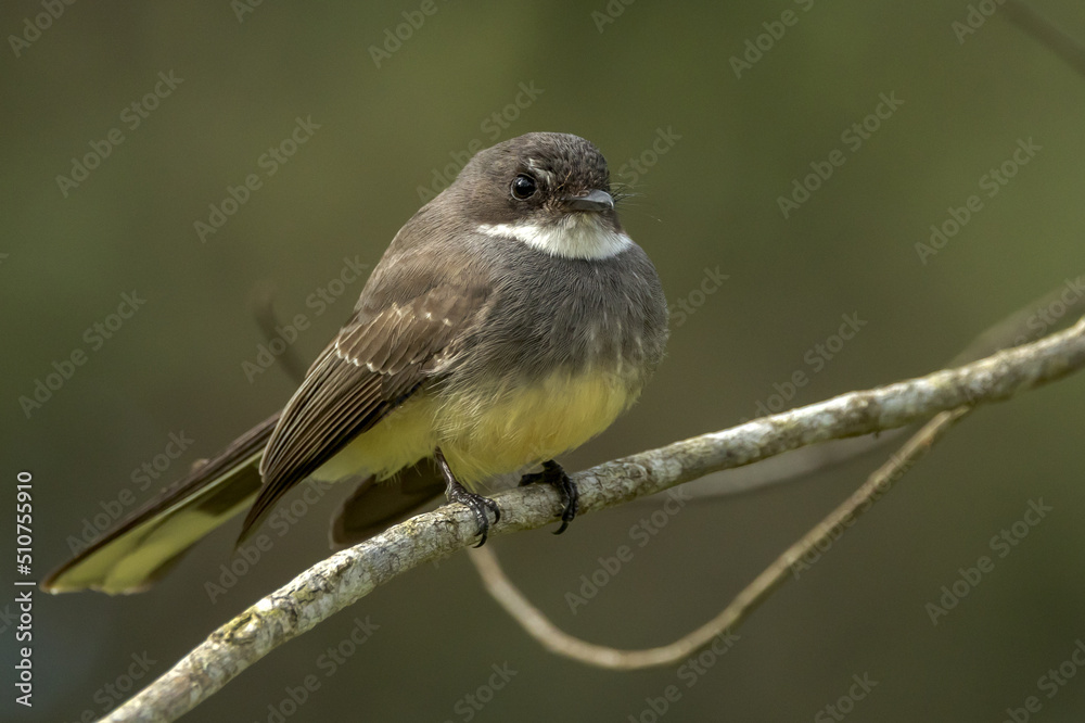 Naklejka premium Olive-backed Sunbird in Queensland Australia
