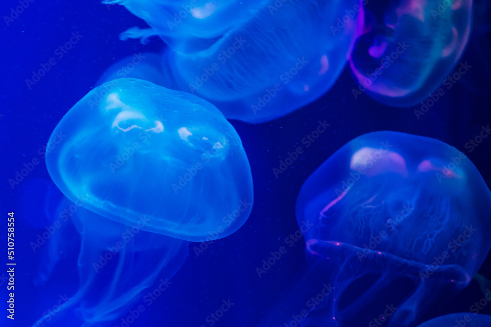 Closeup of beautiful jellyfish in aquarium Closeup of beautiful jellyfish in aquarium