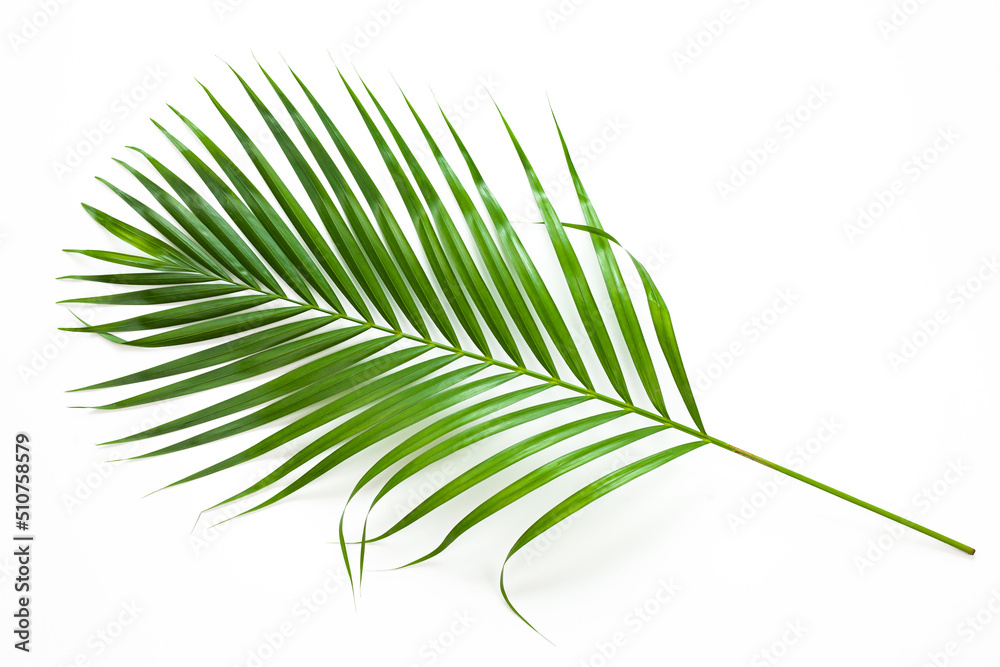 Obraz premium leaves of coconut palm tree isolated on white background, summer background.
