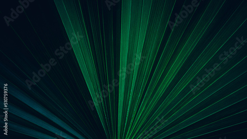 Fototapeta Naklejka Na Ścianę i Meble -  abstract palm leaf texture, nature background, tropical leaf