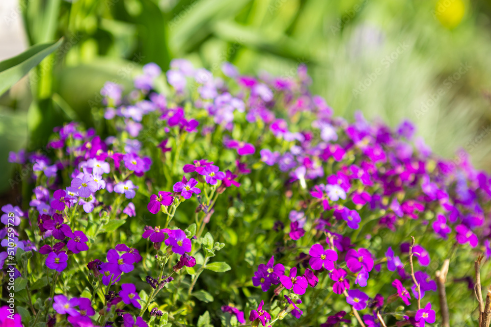 beautiful flower bed with purple flowers in the garden, garden landscaping. beautiful flower bed with purple flowers in the garden, garden landscaping.