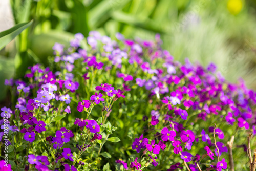 beautiful flower bed with purple flowers in the garden  garden landscaping.
