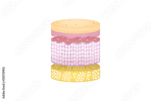 Normal Human Skin Split Layers Cylinder