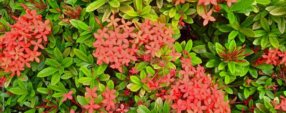 Beautiful natural green leaves and red flower of santan flower. Ixora coccinea plant. Nature background design. Colorful leaves background. Plant concept. Earth day concept.