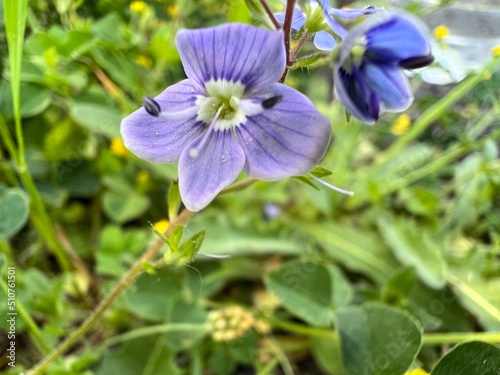 flowers in the garden