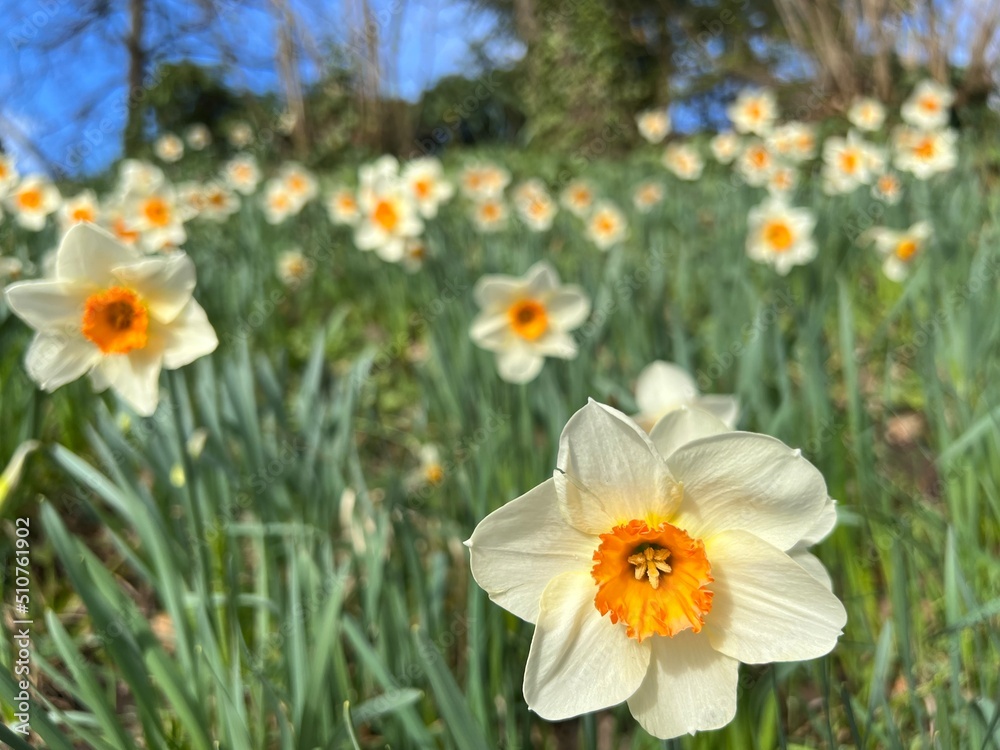 daffodils in spring daffodils in spring