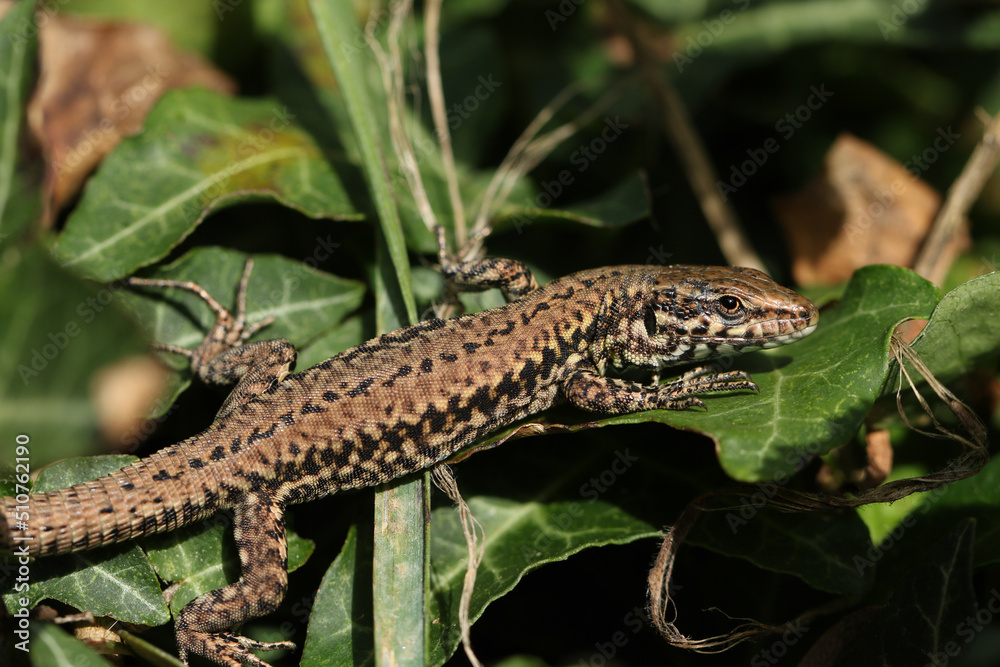 A non-native Wall Lizard, Podarcis muralis, warming itself up in the early morning sunshine hiding amongst the leaves of an Ivy plant. A non-native Wall Lizard, Podarcis muralis, warming itself up in the early morning sunshine hiding amongst the leaves of an Ivy plant.