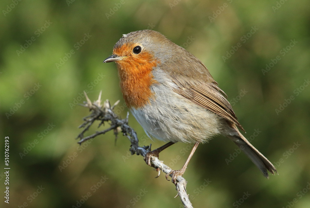 A beautiful A beautiful Robin, Erithacus rubecula, perching on a twig. 