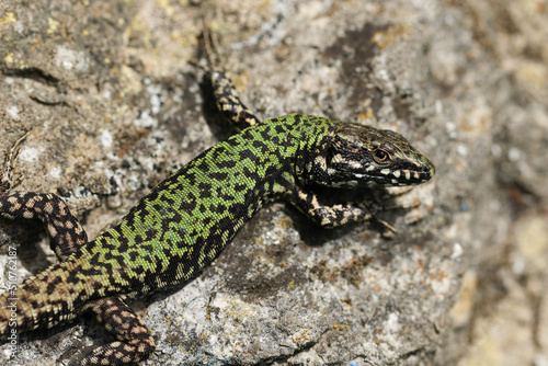A non-native male Wall Lizard  Podarcis muralis  sunning itself on a stone wall in the UK.