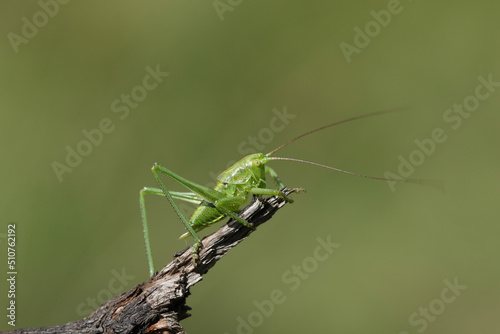 A juvenile Great green bush-cricket, Tettigonia viridissima, resting on a twig enjoying the sunshine. 