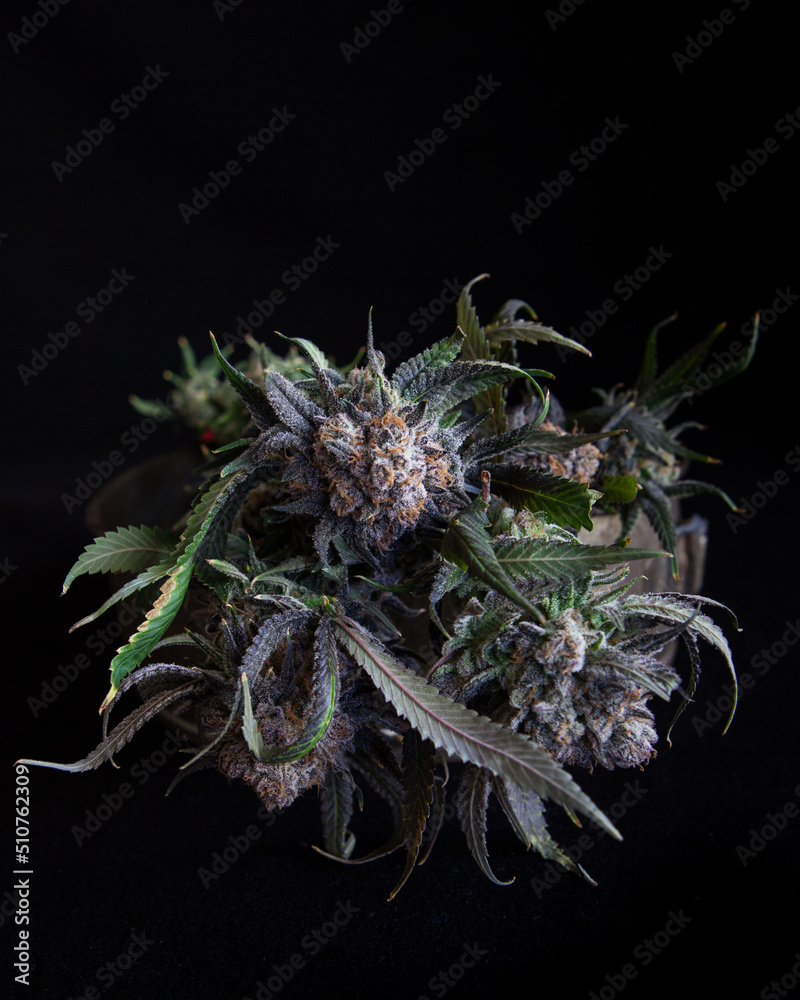 Cannabis fresh plants and flowers and buds Cannabis fresh plants and flowers and buds
