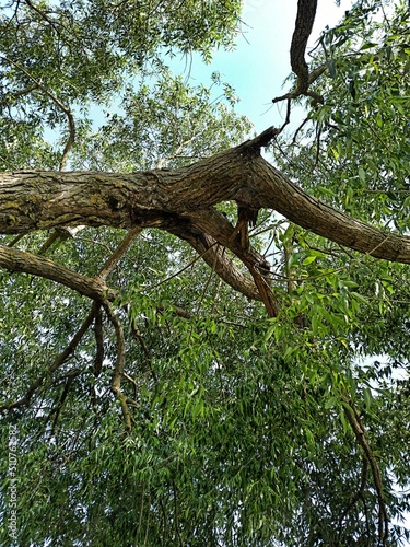 tree in the forest