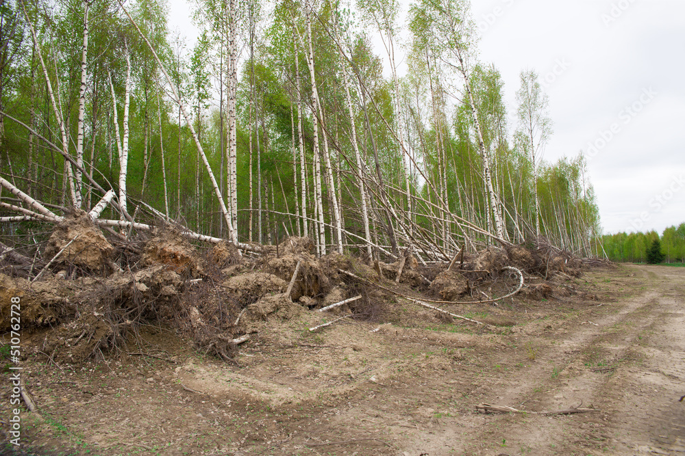 Young forest. destroyed during road construction. Young forest. destroyed during road construction.