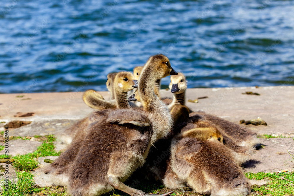 Fototapeta premium Baby Canada Goose - Branta canadensis. newly hatched goslings at lake. Pile of Goslings