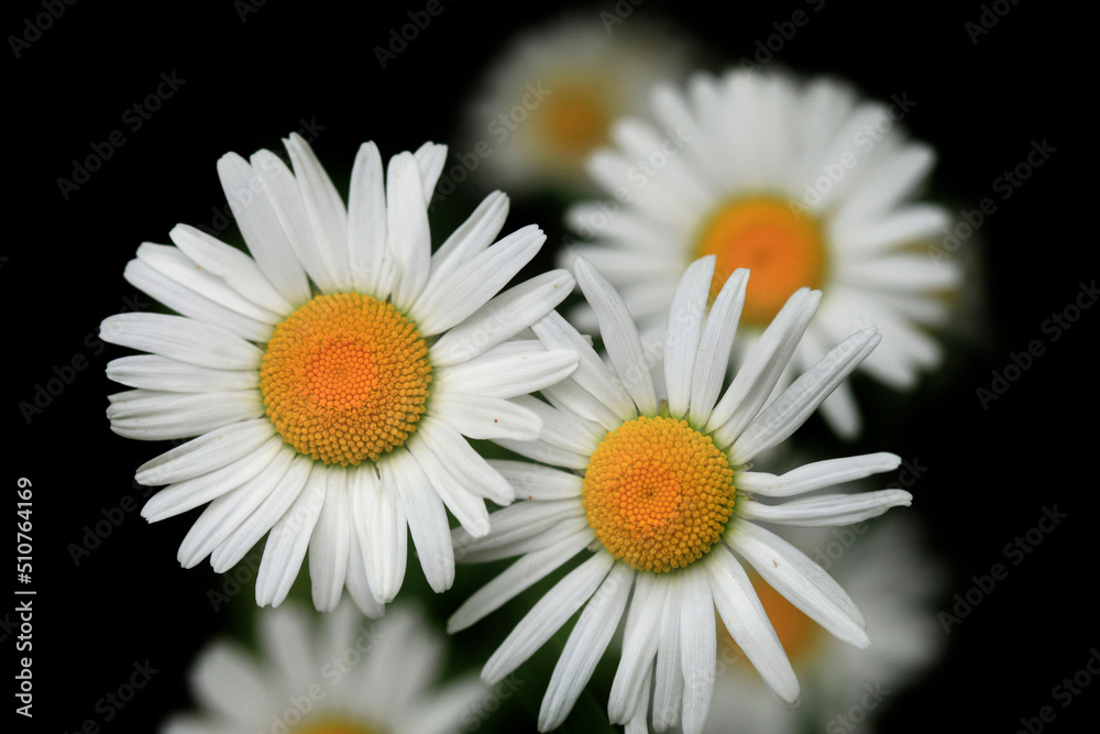 Obraz premium White big chamomiles on balck background