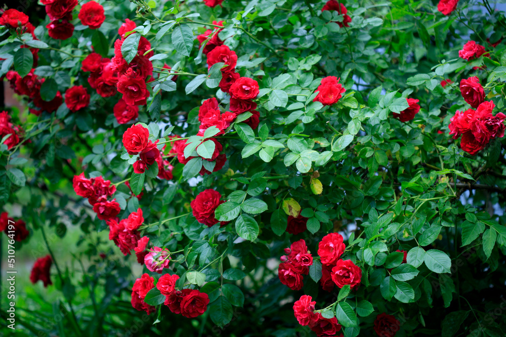 Red roses in summer garden Red roses in summer garden