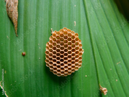 An old hornet's nest on the leaf background photo