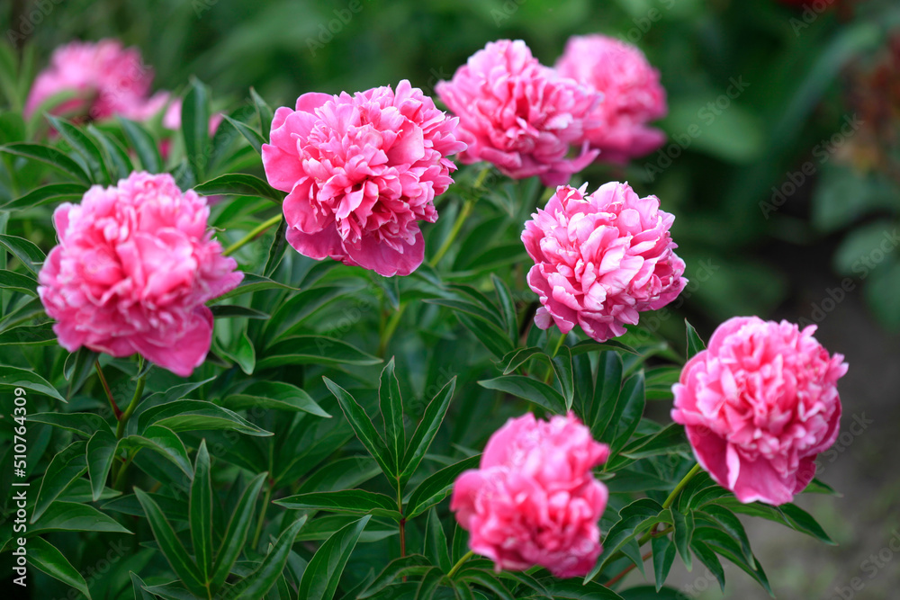 Pink peony in summer garden Pink peony in summer garden
