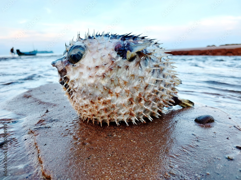 Puffer fish carcass (Tetraodontidae) placed on the beaches in Chumphon