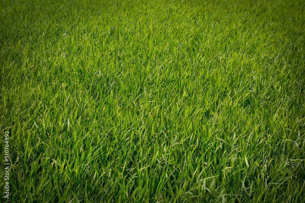 Green rice field background, close up of nature fresh green grass.