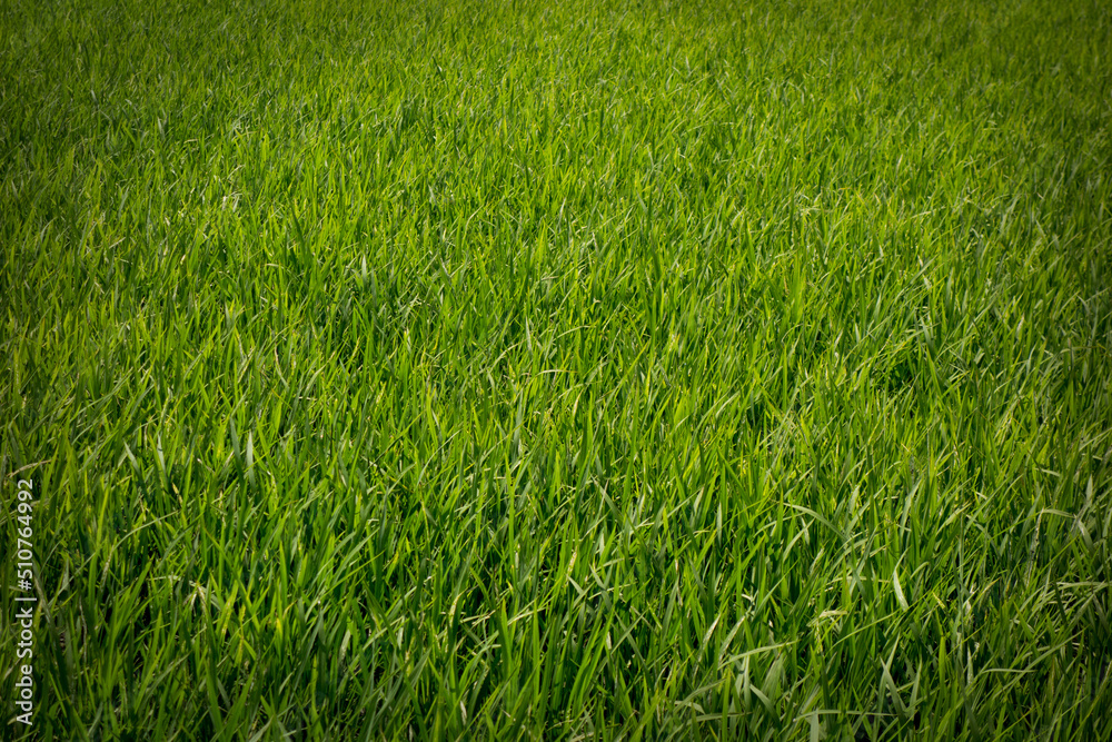 Green rice field background, close up of nature fresh green grass. Green rice field background, close up of nature fresh green grass.