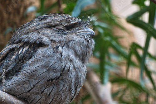 a small kautz on a tree trunk. Eyes closed and sleeping. Animal photo owl bird. photo