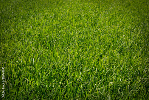 Green rice field background, close up of nature fresh green grass.