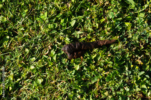 Dog excrement on the green lawn which unfortunately has not been disposed of © Martina Simonazzi