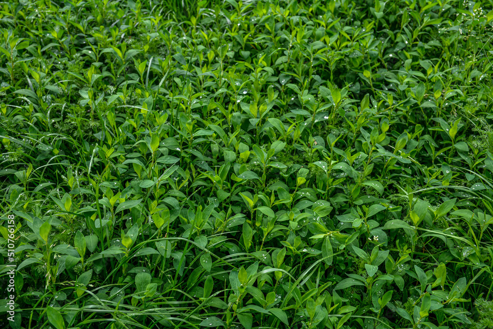In spring, green grass Polygonum aviculare grows in the wild . In spring, green grass Polygonum aviculare grows in the wild .