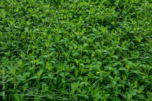 In spring, green grass Polygonum aviculare grows in the wild .
