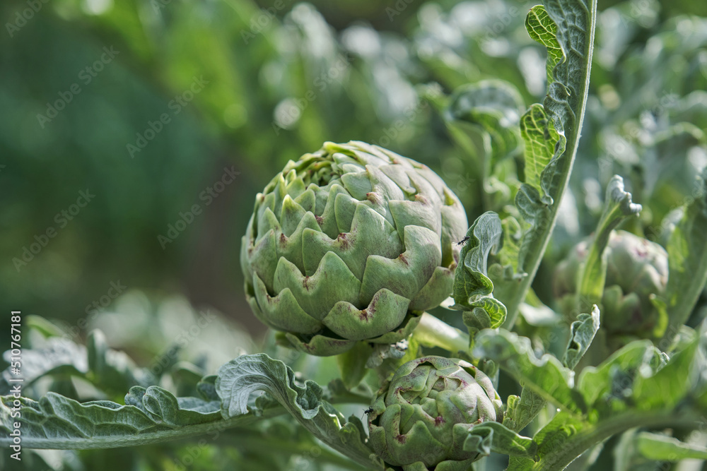 Artichoke ready to be harvest in an artichoke plant, Cynara scolymus, in the garden. Artichoke ready to be harvest in an artichoke plant, Cynara scolymus, in the garden.