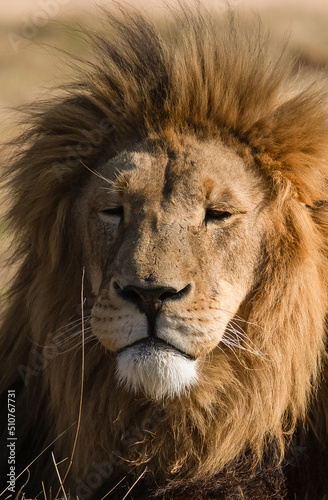nice picture of the face of the lion the king of the savannah or jungle  resting in the African savannah of South Africa is one of the big five of Africa and the great predator.