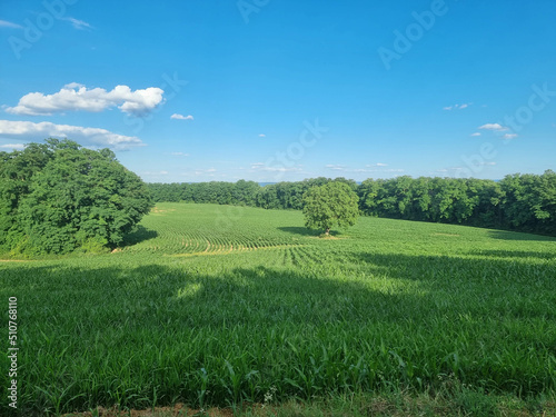 Panoramic view at beautiful summer day in a agricultural field. Young green corn, blue cloudy sky and rural landscape. Plenty space for text.