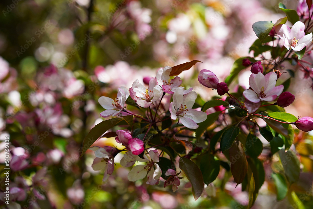 Light pink flowers and crimson buds on an apple tree blooming branch, focus on one flower, background in blur, close-up, postcard photo
