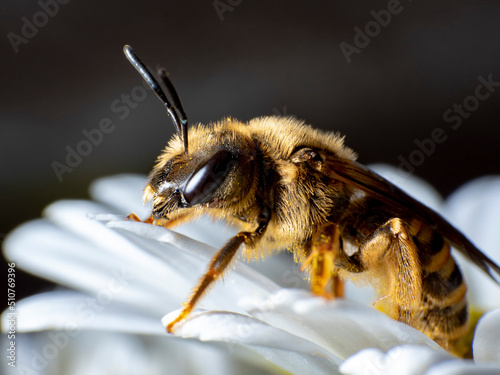A bee taking pollen from a daisy flower © Edu