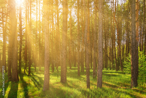 Sunset or dawn in a pine forest in spring or early summer.