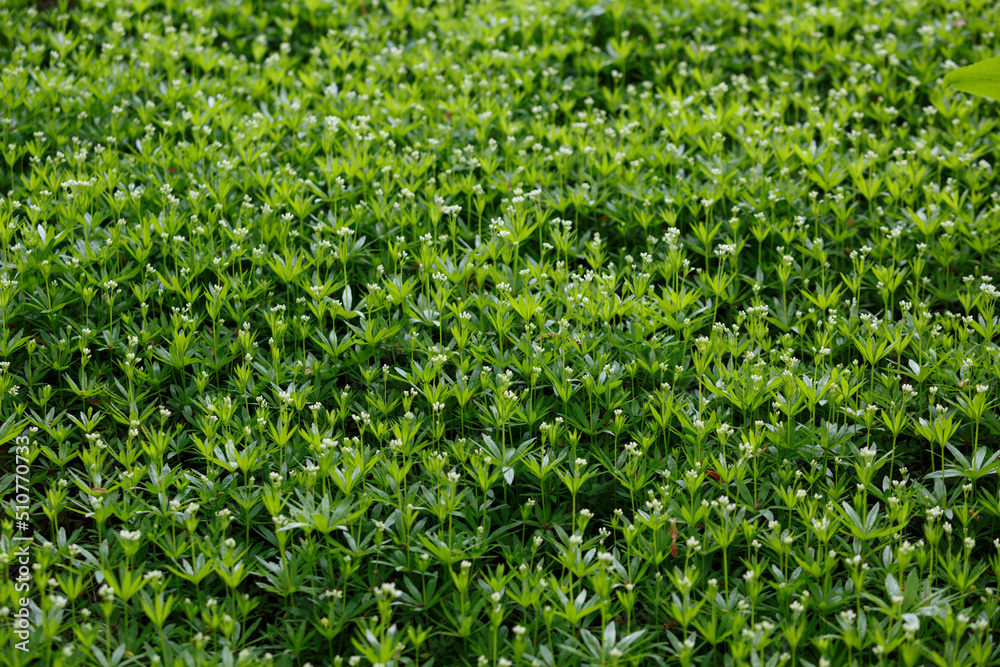 Galium odoratum, the sweet woodruff, sweet scented bedstraw. Green flowering grass. Grass carpet. Forest plants Galium odoratum, the sweet woodruff, sweet scented bedstraw. Green flowering grass. Grass carpet. Forest plants