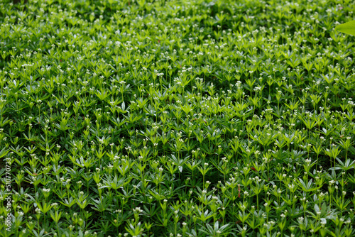 Galium odoratum, the sweet woodruff, sweet scented bedstraw. Green flowering grass. Grass carpet. Forest plants