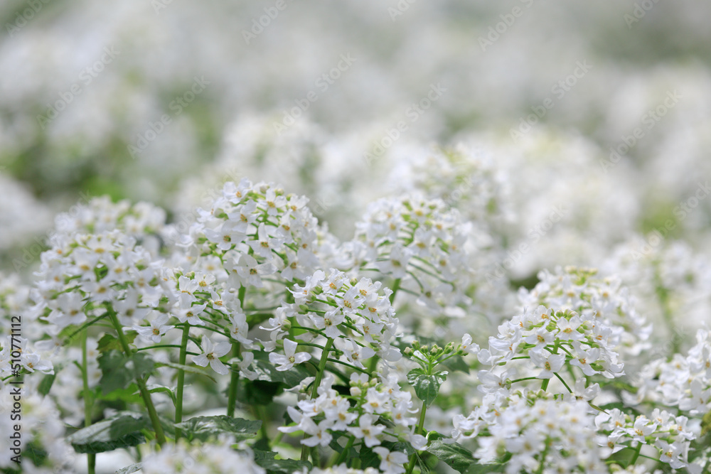 Arabis alpina, mountain rockcress or alpine rock cress. White arabis caucasica flowers growing in the forest. Floral background. Gardening Arabis alpina, mountain rockcress or alpine rock cress. White arabis caucasica flowers growing in the forest. Floral background. Gardening