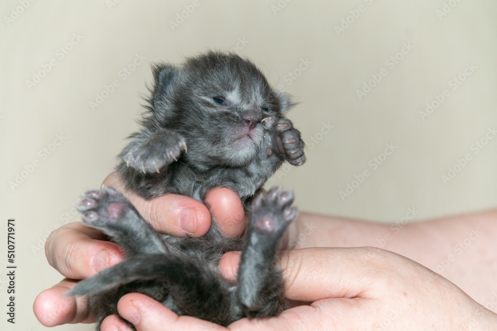Small funny smoky Maine Coon kitten in hand. Small funny smoky Maine Coon kitten in hand.
