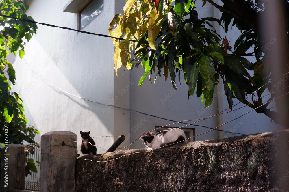 Obraz premium cats on the wall