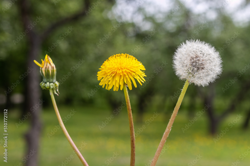 Unblown, yellow and fluffy dandelion on a blurred background. The concept of birth, youth and old age. Unblown, yellow and fluffy dandelion on a blurred background. The concept of birth, youth and old age.
