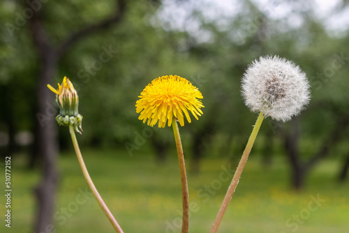 Unblown, yellow and fluffy dandelion on a blurred background. The concept of birth, youth and old age.