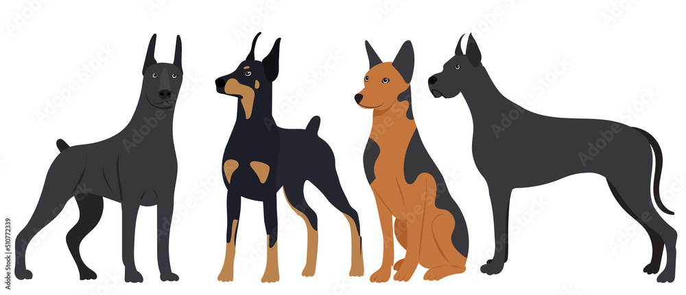 Obraz premium dogs in flat design, isolated on white background vector