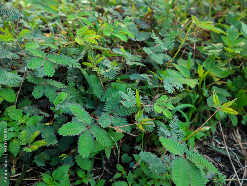 Mimosa pudica, sleepy plant or the touch-me-not tree, shy plante, sensitive green plant. Mimosa pudica, sleepy plant or the touch-me-not tree, shy plante, sensitive green plant.