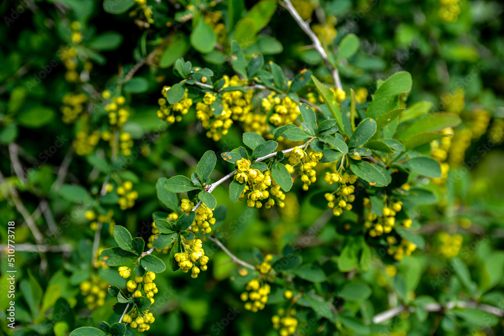 Obraz premium Closeup of the blossoms of common barberry
